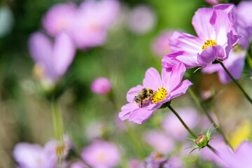 Honey bee collecting pollen on cosmos flower