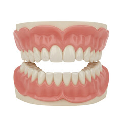 Obraz premium Healthy Human Teeth Dental Model Perfect Smile Gum Realistic Anatomy 3D Jaw Oral Pink Gums Image 