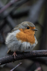European robin (Erithacus rubecula) on a tree branch