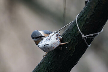 Eurasian nuthatch or wood nuthatch (Sitta europaea) with bird seeds