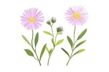 Fototapeta premium Vibrant Aster Flower: Leaves, Stem, Flat Illustration Botanical Design Element art red pink blue icon