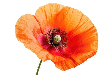 Vibrant California Poppy Bloom: Nature's Golden Jewel, Exquisite Detail, High-Definition Photography