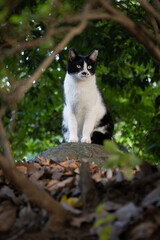 Obraz premium 自然豊かで幻想的な森の中木の枝の間から覗くハチワレ柄の子猫っぽい野良猫