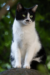 Fototapeta premium 自然豊かで幻想的な森の中木の枝の間から覗くハチワレ柄の子猫っぽい野良猫