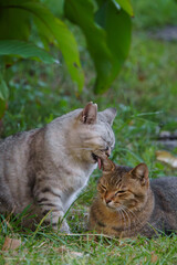 自然公園でキジトラ柄の野良猫の耳を舐めるサバトラ柄の野良猫