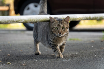駐車場で柵の下をくぐるキジトラ柄の野良猫