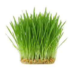 Fresh Green Wheatgrass Sprouting Healthy Growth Nature eco food life plant seeds stems roots spring 