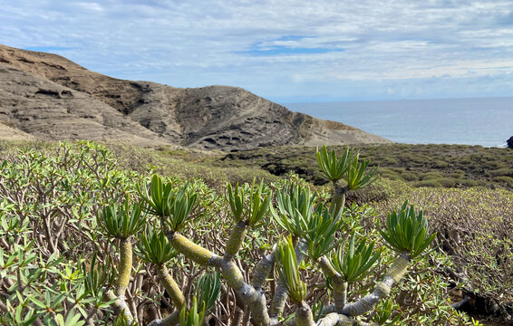 Beautiful view of Montana Pelada natural park with Kleinia neriifolia or Verode plant in the foreground.Tenerife,Canary Islands,Spain.