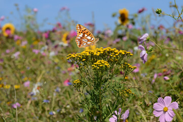 Schmetterling 1250 © K.-U. Häßler