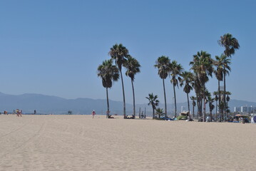 Palm Trees at Venice Beach