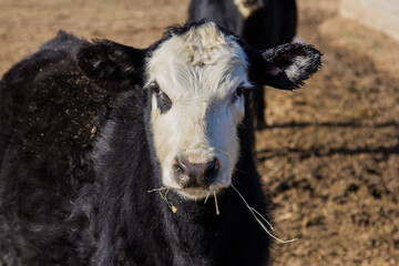 black baldy heifer