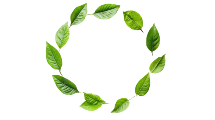 A circular arrangement of green leaves on a white background, perfect for eco-friendly design projects or nature-inspired themes.