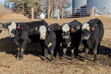 feeder calves © Peter