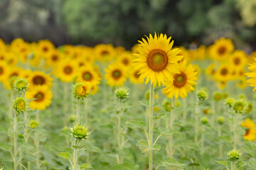 Obraz premium Khao Chin Lae Sunflower Field is a famous flower field near Bangkok and is very popular in Lopburi. This is a very large sunflower field and is held during the winter season in Thailand