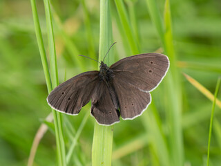 Ringlet Butterfly wirh a Curled Wing