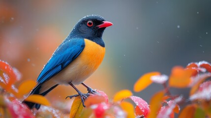 Obraz premium Vibrant blue, orange, and black bird perched on autumn leaves.