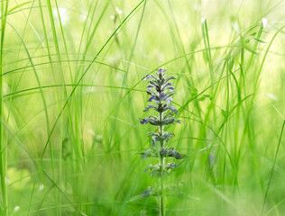 Purple Field Flower in Lush Green Grass