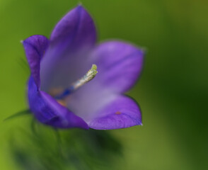 Close-up of Gentle Purple Sheikha Zaynab Bellflower