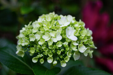 hortensia flowers, commonly grown at high altitudes, flower colours can vary according to soil pH