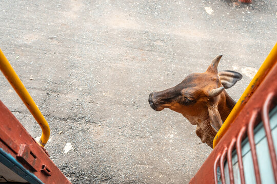 Eine Kuh steht vor einem Zug am Eingang des Waggons am Bahnsteig am Bahnhof in Indien Rajasthan