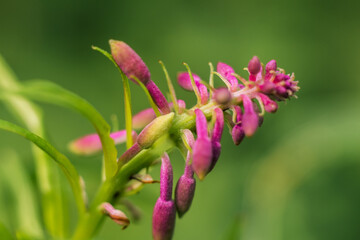 Close-up of Delicate Purple Cypripedium Flower Bud