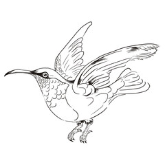 Hand drawn hummingbird transparent png