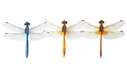 Three vibrant dragonflies perched in a row, showcasing intricate wing patterns and colors against a white background.