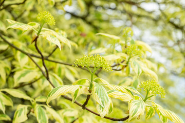 Cornus controversa 'Variegata'