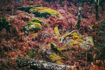 Couleur d'automne dans la forêt de Fontainebleau 