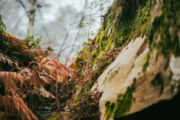 Couleur d'automne dans la forêt de Fontainebleau 