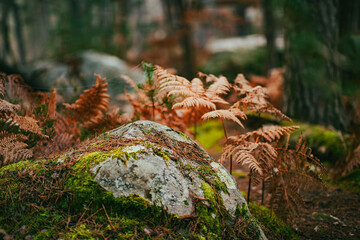 Couleur d'automne dans la forêt de Fontainebleau 