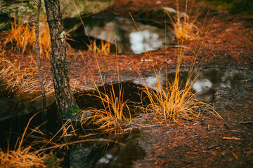 Couleur d'automne dans la forêt de Fontainebleau 