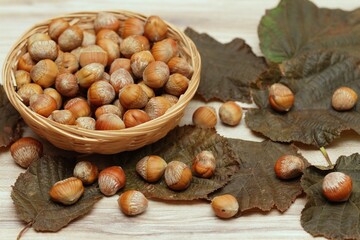 Hazel nuts of Turkish hazel or Turkish filbert, lat.Corylus colurna in a basket. These edible hazelnuts are ideal rootstock on which to graft the nut-bearing common hazel cultivars.