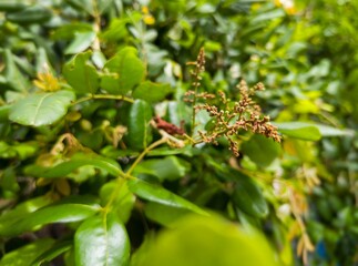 close up of a longan plant that has just produced small fruits in an outdoor garden
