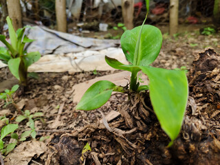 newly grown banana plant seedlings (Musa paradisiaca)