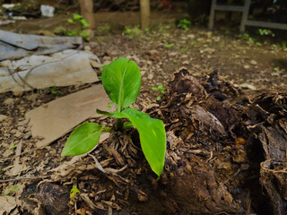 newly grown banana plant seedlings (Musa paradisiaca)