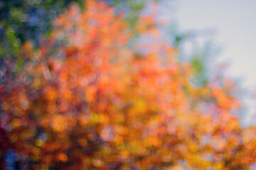 Red autumn trees bokeh. Artistic bokeh background.