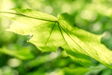 Vibrant Green Maple Leaf in Lush Forest Greenery