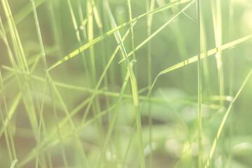 Summer Field Grass in Soft Pastel Hues
