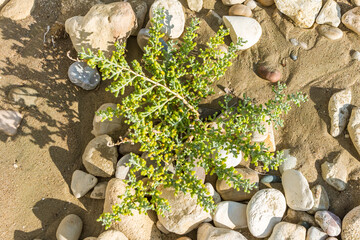 Seaside Plant of Cyprus: Sea Daffodil