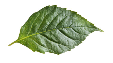 Obraz premium Detailed close-up of a vibrant green leaf showcasing intricate textures, perfect for nature-themed projects and design.