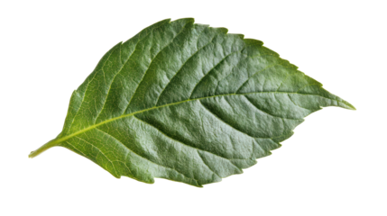 Detailed close-up of a vibrant green leaf showcasing intricate textures, perfect for nature-themed projects and design.
