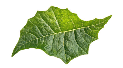 Fototapeta premium A detailed close-up of a vibrant green leaf with intricate textures on a white isolated background.