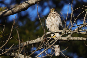 Red shouldered hawk perched in tree against blue sky. 