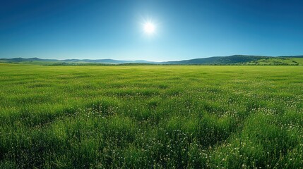 Obraz premium Summer Meadow Under Blue Sky