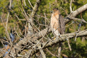 Red shouldered hawk perched on cedar limb against blue sky. 