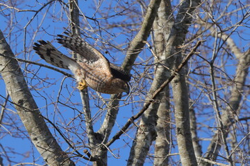 Red shouldered hawk diving for prey inflight against blue sky. 