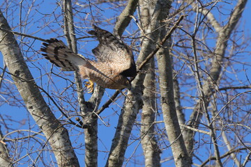 Red shouldered hawk diving for prey inflight against blue sky. 