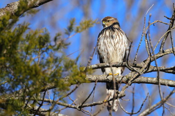 Red shouldered hawk perched on limb against blue sky. 