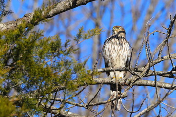 Red shouldered hawk perched on limb against blue sky. 